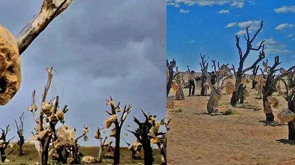 روستایی شگفت انگیز در سیرجان ، با درخت هایی که میوه هایی از سنگ دارند! +تصاویر