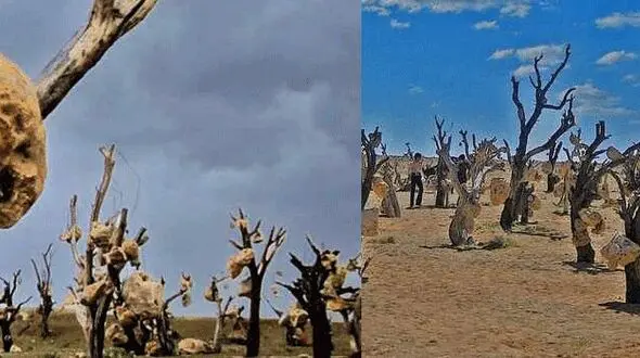 روستایی شگفت انگیز در سیرجان ، با درخت هایی که میوه هایی از سنگ دارند! +تصاویر