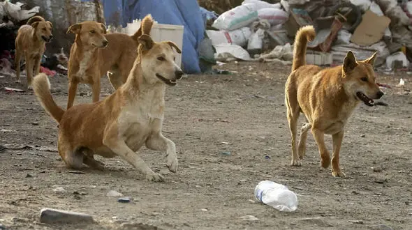 فیلم دار زدن 5 سگ بی گناه در تبریز 