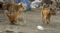 فیلم دار زدن 5 سگ بی گناه در تبریز 