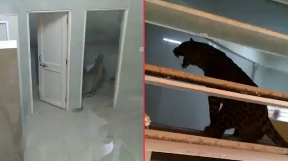 پرسه یک قلاده پلنگ در بیمارستان ! + فیلم /هند