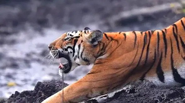 از سفره ماهی بامزه تا ابهت و زیبایی ببر