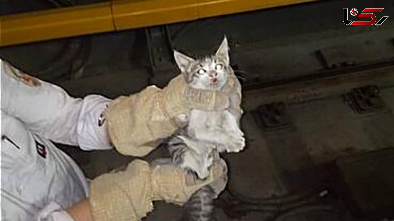 عملیات آتش‌نشانی برای نجات بچه گربه از تونل مترو+عکس