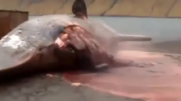 ببینید / انفجار خونین لاشه نهنگ + فیلم 