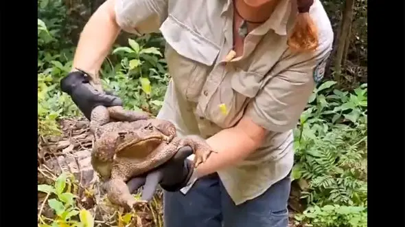 ببینید / کشف بزرگترین وزغ جهان در استرالیا/  نزدیک به ۳ کیلو! + فیلم