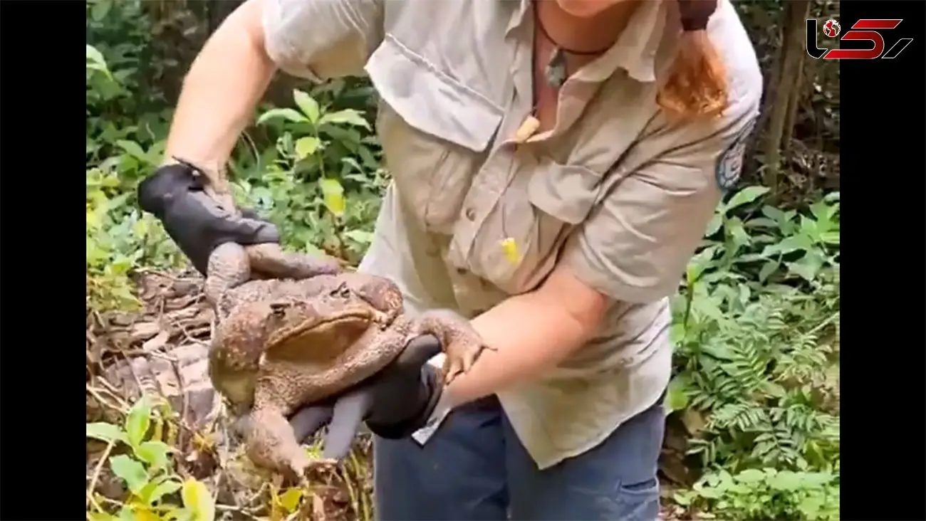 ببینید / کشف بزرگترین وزغ جهان در استرالیا/  نزدیک به ۳ کیلو! + فیلم