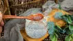 با تخم شربتی لاغر می شویم؟ فواید، روش مصرف و خطراتی که باید بدانید / طرز تهیه انواع ترکیبات تخم شربتی
