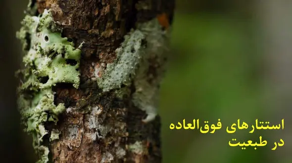 فیلم/ عجیب‌ترین استتارها در طبیعت که تا کنون ندیده‌اید!