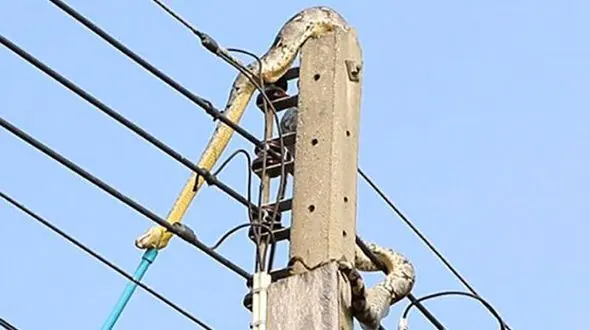 فیلم برق گرفتگی مار هنگام شکار کلاغ 