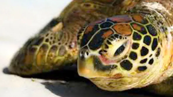 فیلم لحظه شکار حیرت آور کبوتر توسط لاک‌پشت!