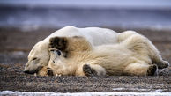  صبر مادرانه خرس قطبی