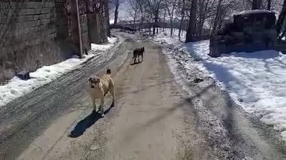 پرسه زدن گرگ در وسط روستای اویزر جاده چالوس