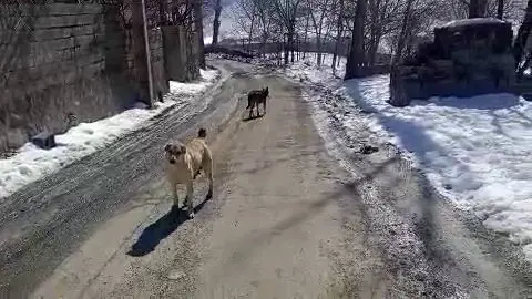 پرسه زدن گرگ در وسط روستای اویزر جاده چالوس