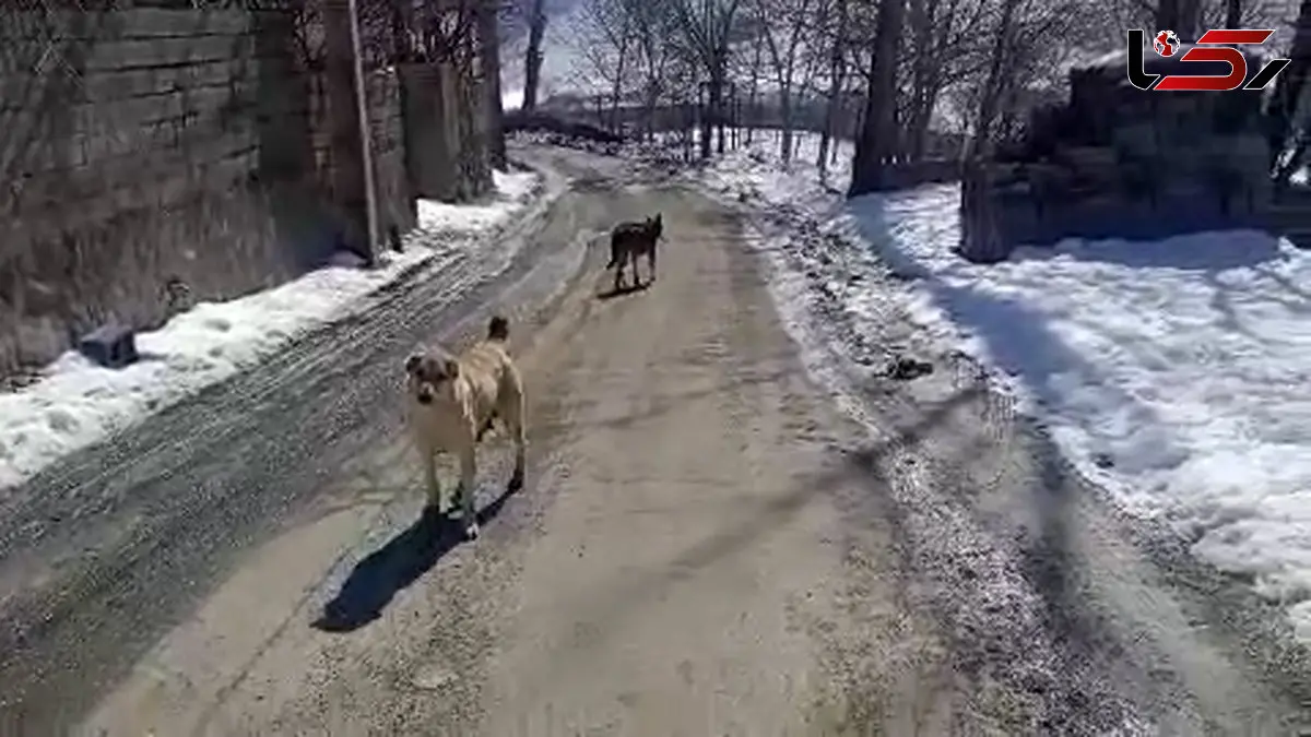 پرسه زدن گرگ در وسط روستای اویزر جاده چالوس