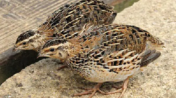 فعالیت دو واحد پرورش بلدرچین در همدان 