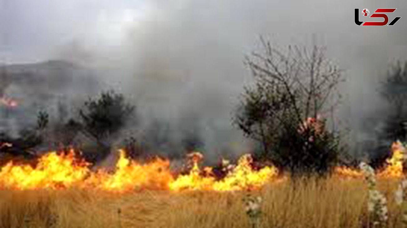 آتش سوزی 11 هکتار از گندمزار‌های روستای قمچ آباد ابهر