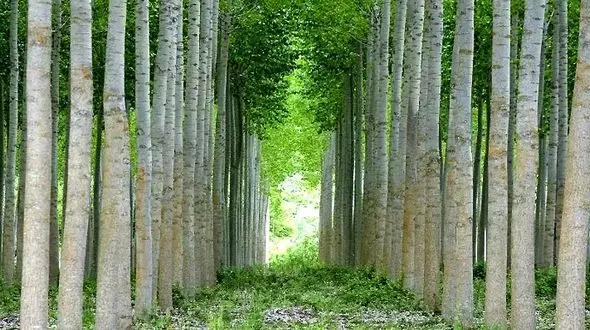 زراعت چوب با نهال صنوبر؛ پولسازترین سرمایه‌گذاری بخش کشاورزی