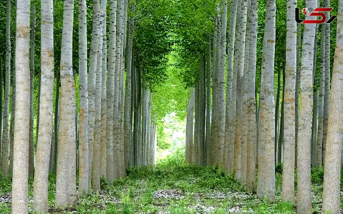 زراعت چوب با نهال صنوبر؛ پولسازترین سرمایه‌گذاری بخش کشاورزی