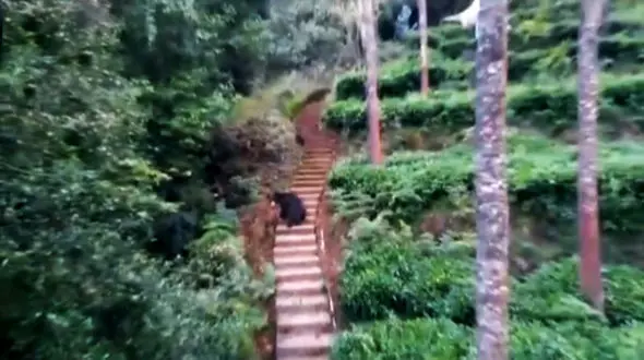 نجات خرس از استخر کشاورزی با نردبان + فیلم