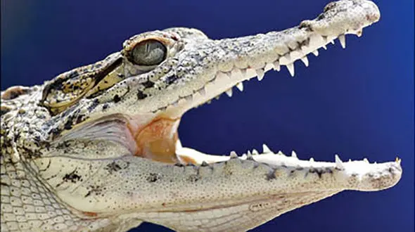 3 برادر به تمساح ماده هم رحم نکردند / تمساح های نر هر سه آن ها را خوردند!