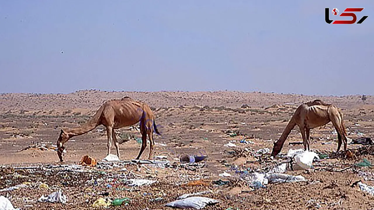 مرگ همزمان 300 شتر + عکس