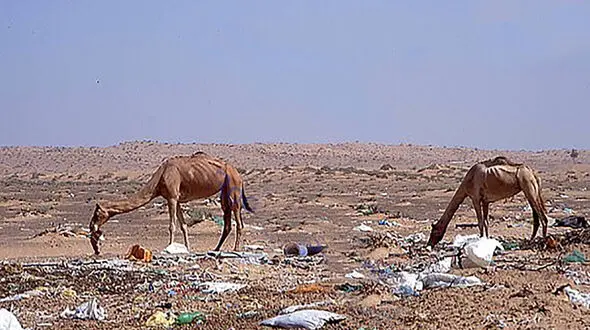 مرگ همزمان 300 شتر + عکس