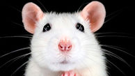 انقلاب بزرگ پزشکی با کمک یک عمل پیچیده روی موش‌ها ! + عکس