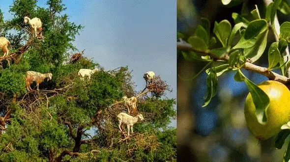 درختی در مراکش که بز تولید می کند+عکس 