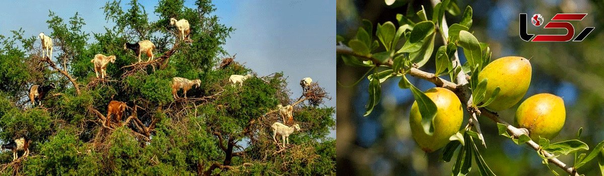 درختی در مراکش که بز تولید می کند+عکس 