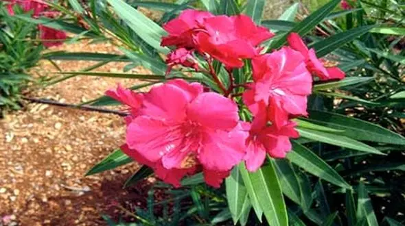 هشدار به بیماران قلبی/از این گیاه سمی دوری کنید!