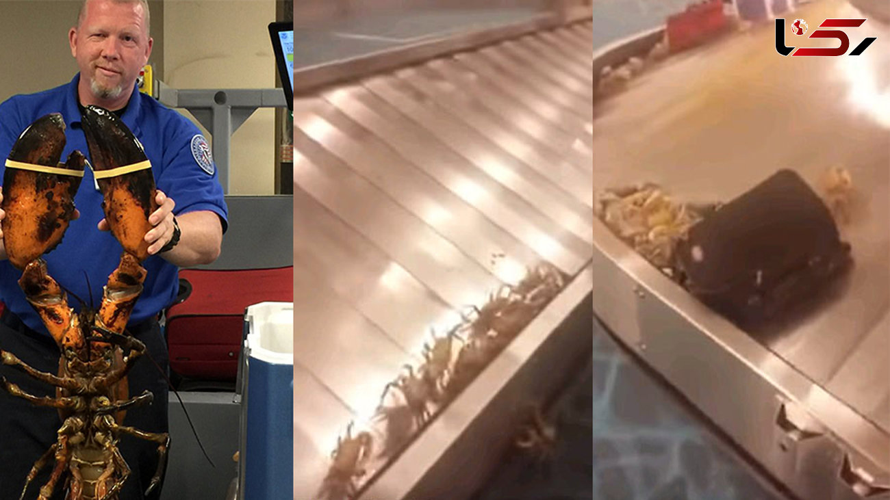 هجوم خرچنگ ها به فرودگاه نیویورک +فیلم