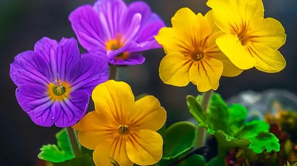 فال و طالع بینی روزانه 8 بهمن + فیلم 