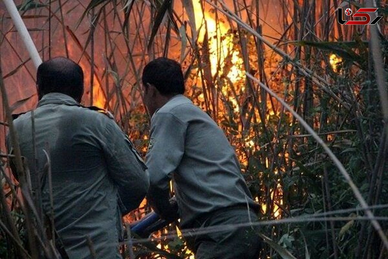 آتش سوزی عمدی بر جان ده‌ هکتار از نیزارهای تالاب  انزلی