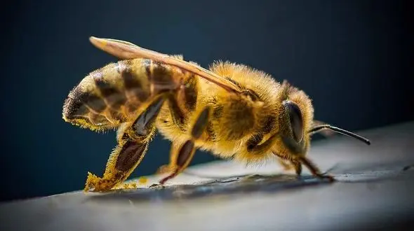 حمله زنبورها به یک مدرسه / دانش آموزان راهی بیمارستان شدند