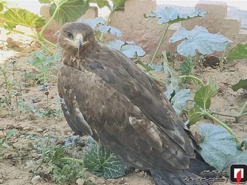 عقاب