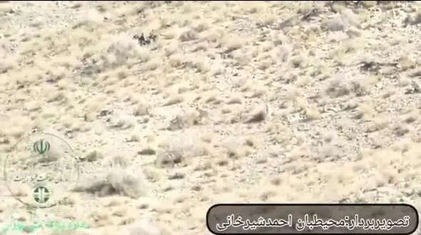 فیلم مشاهده همزمان 5 یوز ایرانی در پارک ملی توران / یک اتفاق بی نظیر