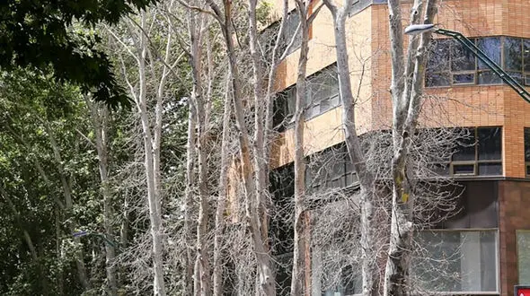 جریمه ۱۷۰ میلیاردی برای خشک کردن ۱۳ درخت در منطقه یک!