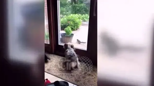 ببینید / خط و نشان عجیب یک سگ به سنجاب بی‌ گناه + فیلم 