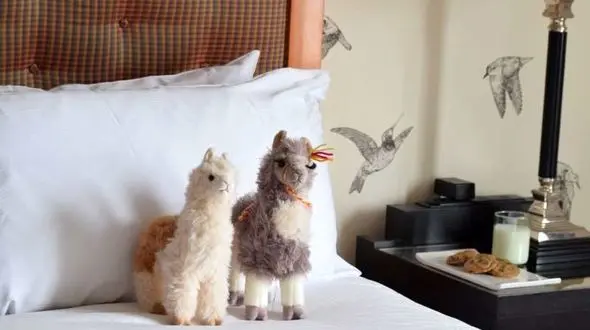 لاما درمانی در هتل پورتلند + عکس