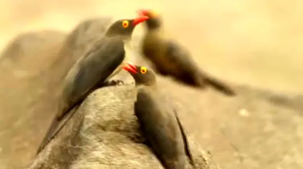 تصاویر هیجان انگیز طبیعت وحشی در آفریقا + فیلم