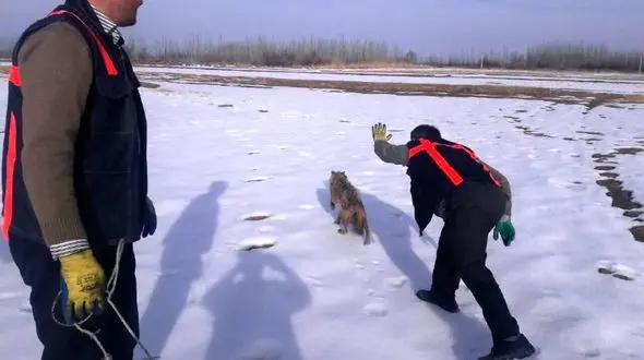 گرگ گرسنه به انسان پناه برد+عکس