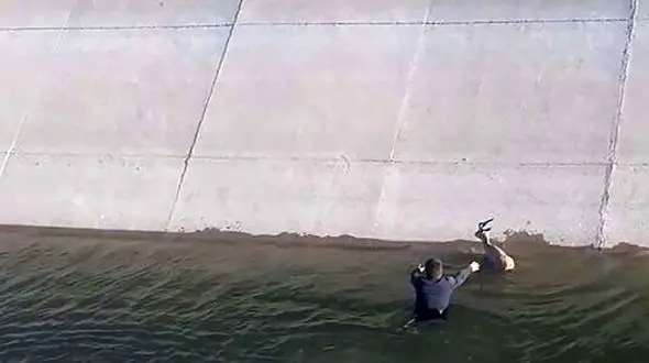 لحظات نفسگیر نجات  آهو از کانال سد خداآفرین در شهرستان پارس آباد 