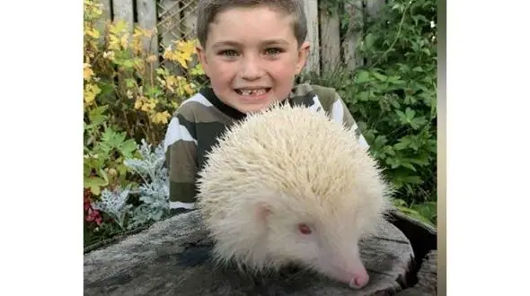 پسر بچه بریتانیایی جوجه تیغی را به زندگی برگرداند + عکس