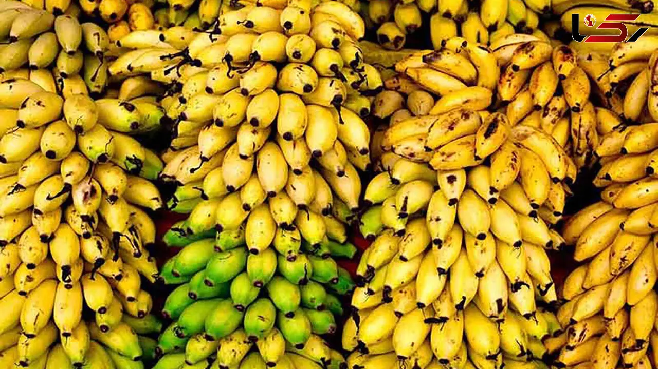 موزهای وارداتی خوراک دام شد