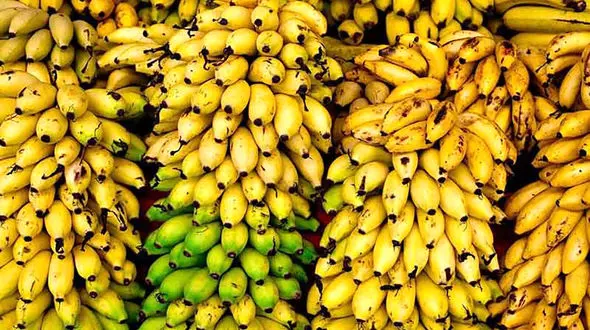 موزهای وارداتی خوراک دام شد