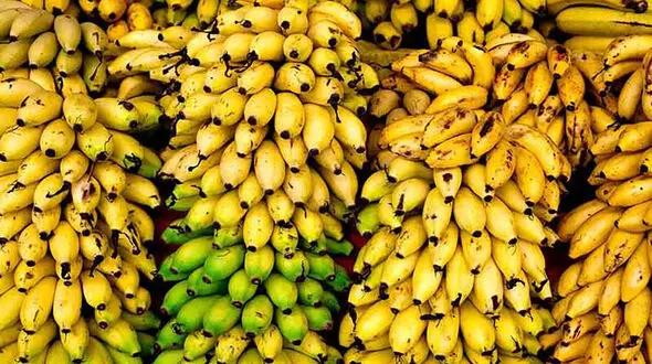 موزهای وارداتی خوراک دام شد