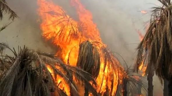 آتش‌سوزی در نخلستان‌های روستای رُمیله آبادان مهار شد