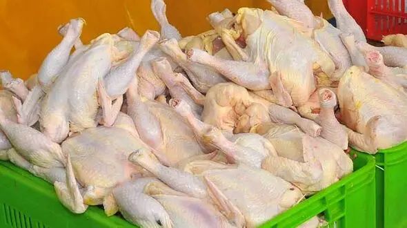 نرخ گوشت مرغ در بازار امروز