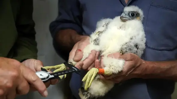 لحظه وزن و اندازه گیری جوجه شاهین + عکس