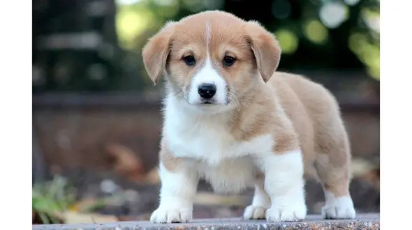 دزد خانه اعیانی تجریش سگ کمیاب را هم سرقت کرد / زن و شوهر بیدار نبودند